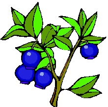 Blueberry Bush Clipart 