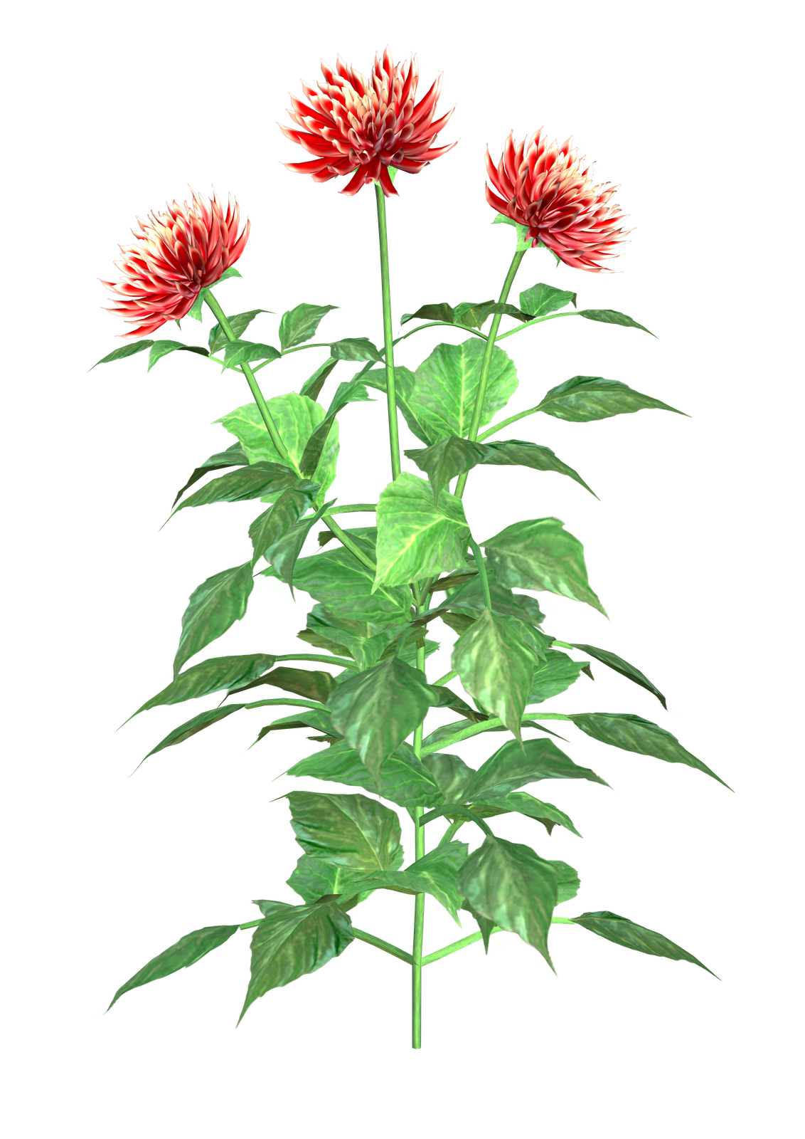 Free Dahlia Cliparts, Download Free Clip Art, Free Clip Art on Clipart