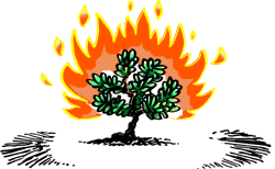 Burning Bush Clipart