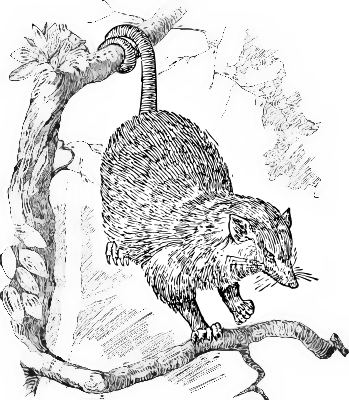 Free Opossum Clipart, 1 page of Public Domain Clip Art 