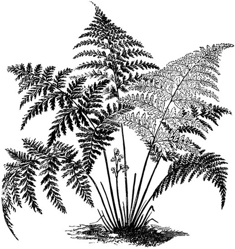 Fern cliparts