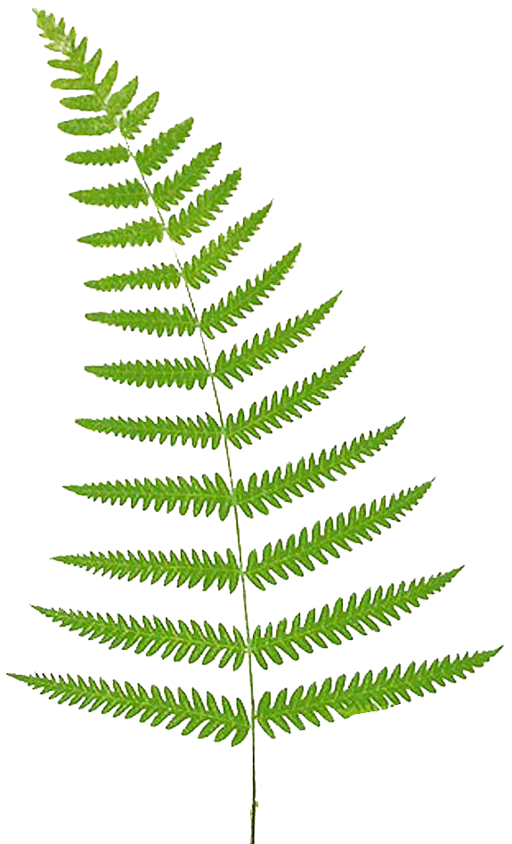 Free Fern Cliparts, Download Free Fern Cliparts png images, Free