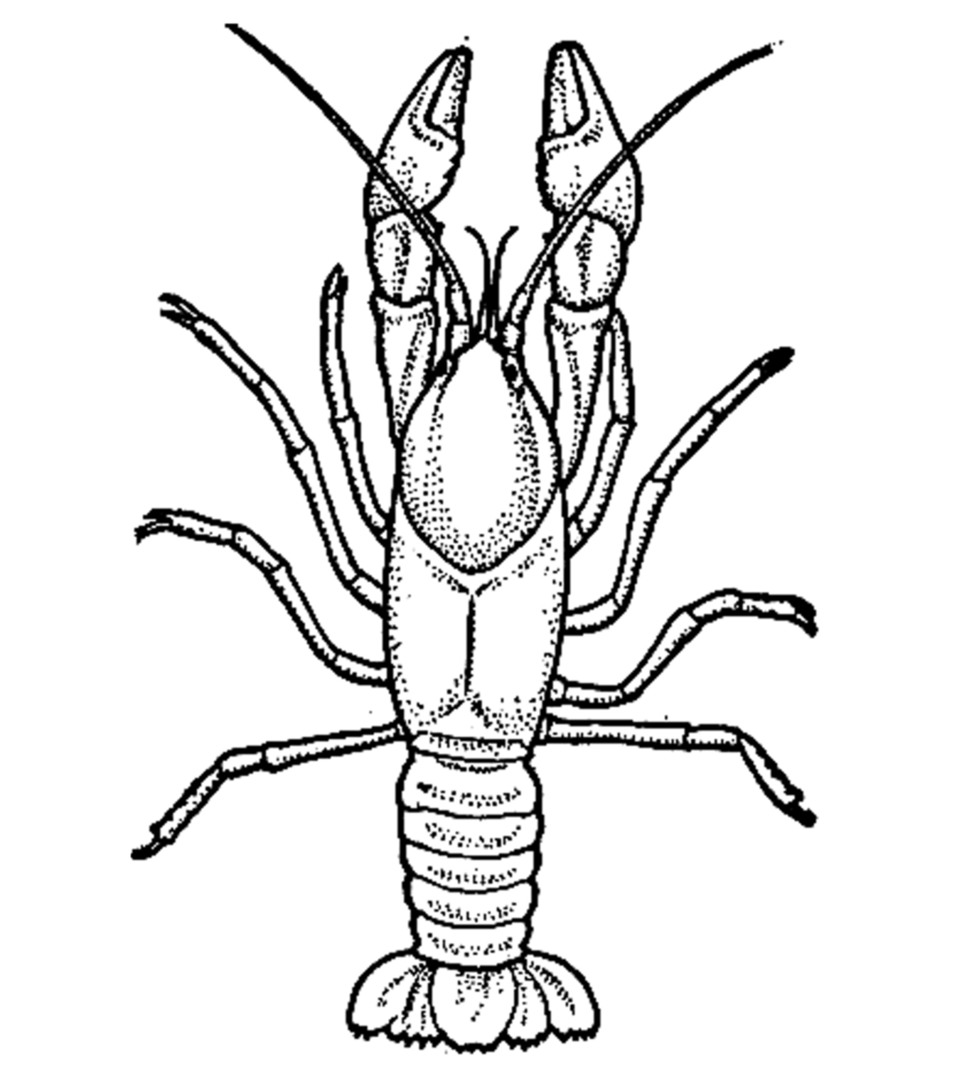 How To Draw A Crawdad we are the best product for