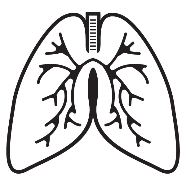 clipart human lungs - photo #25