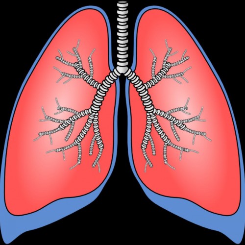 cartoon picture of a lung - Clip Art Library