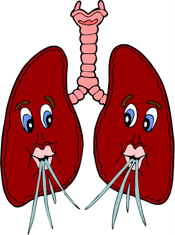 clipart human lungs - photo #20