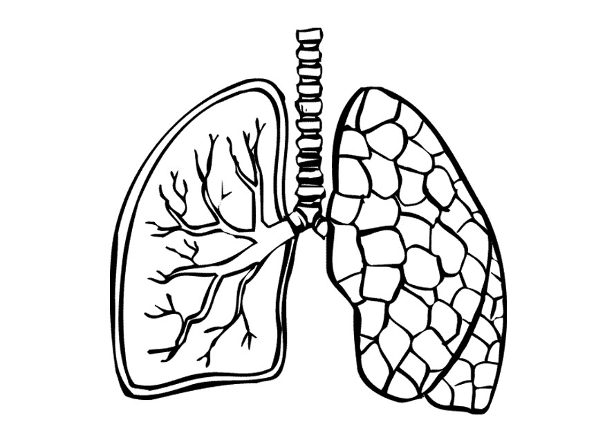 Lungs Clipart Black And White
