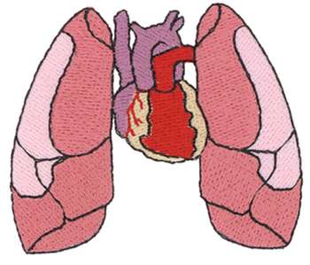 Lung Pictures For Kids
