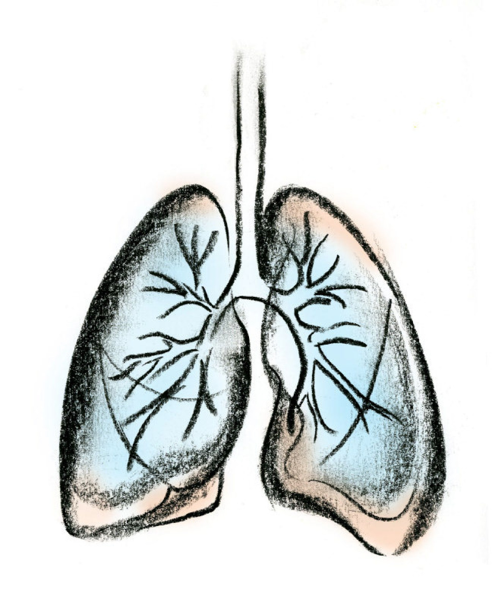 The Lungs For Kids