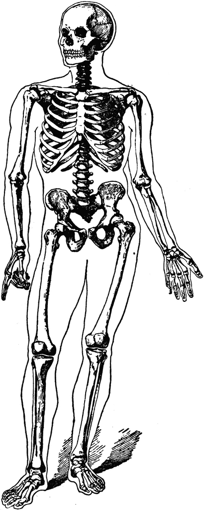 Skeleton clip art vector skeleton graphics image