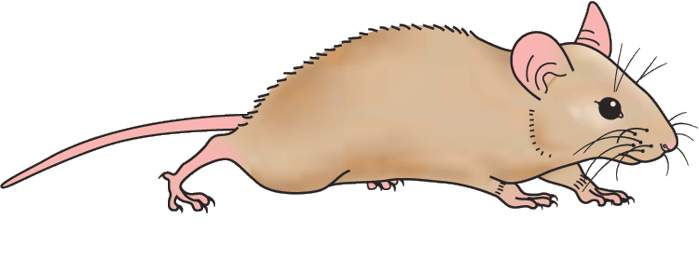 Clip Art Mouse Clipart mouse clipart free download clip art on image image