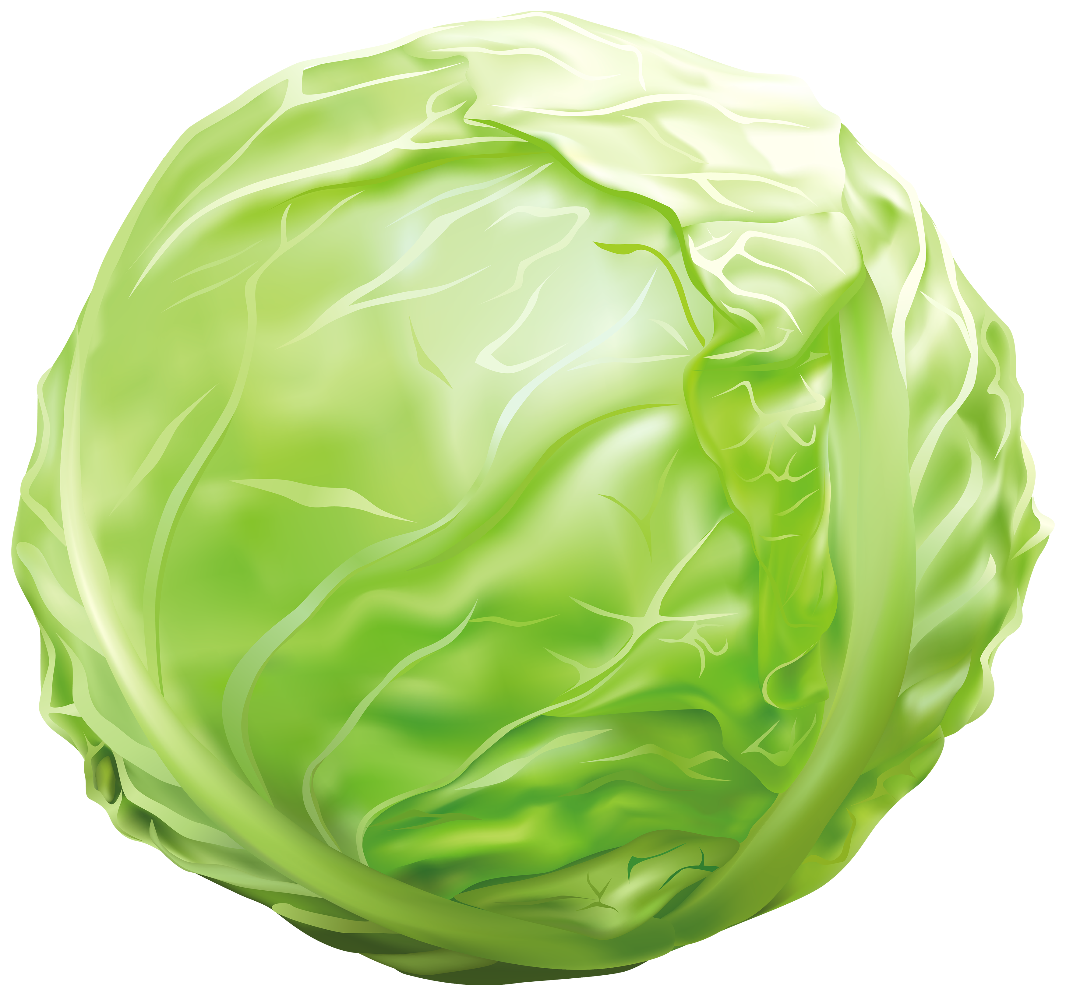 Cabbage Clipart Clip Art Library