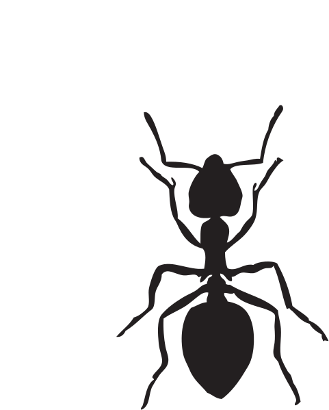 Image result for ant cartoon images