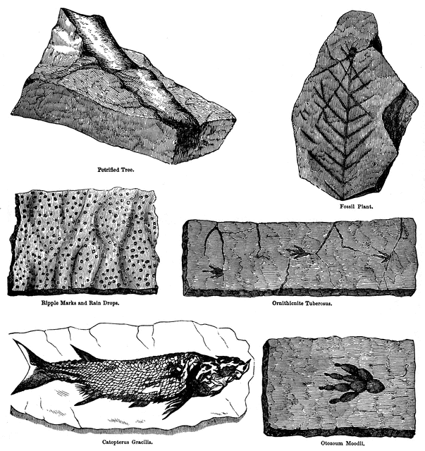 Free Fossil Cliparts, Download Free Fossil Cliparts png images, Free