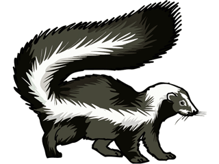Skunk Cartoon Image