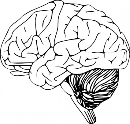 Brain clip art free image