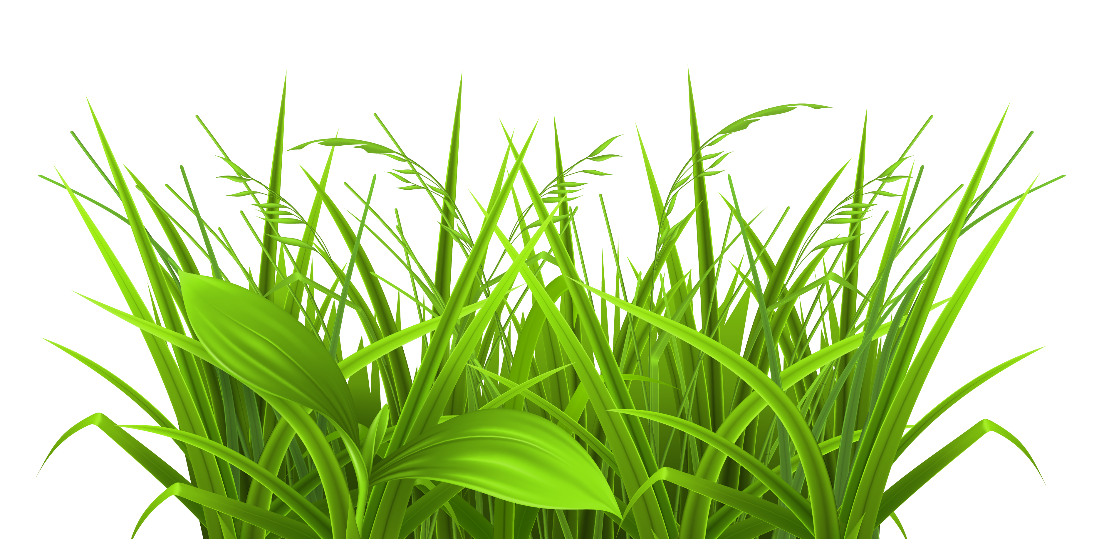Tropical Grasses Clipart
