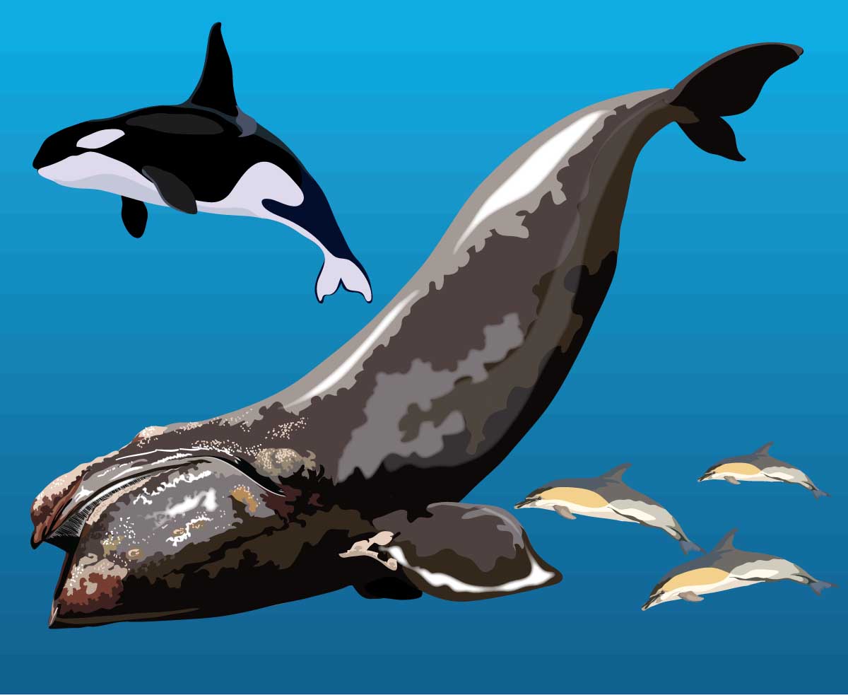 Ocean Clip Art Whales, Dolphins, Fish , Sharks, and Seals