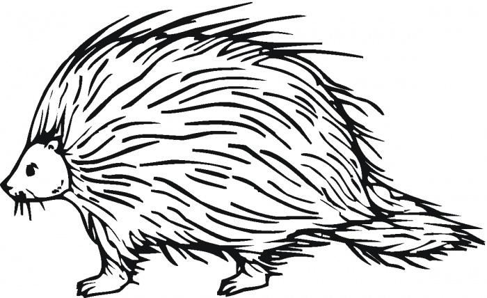 porcupine coloring page
