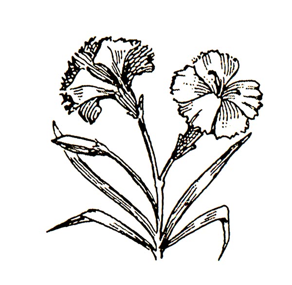 Carnation Black And White Clip Art 