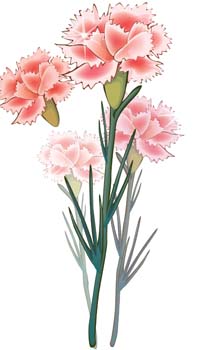 Carnation Vector Free Download 