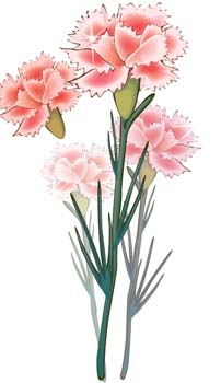 Free Carnation Cliparts, Download Free Carnation Cliparts png images