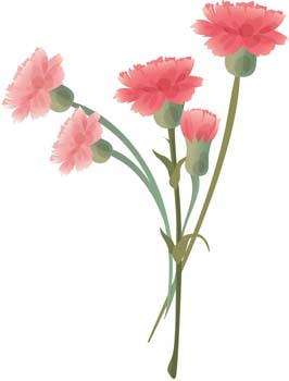 Image Of Carnation