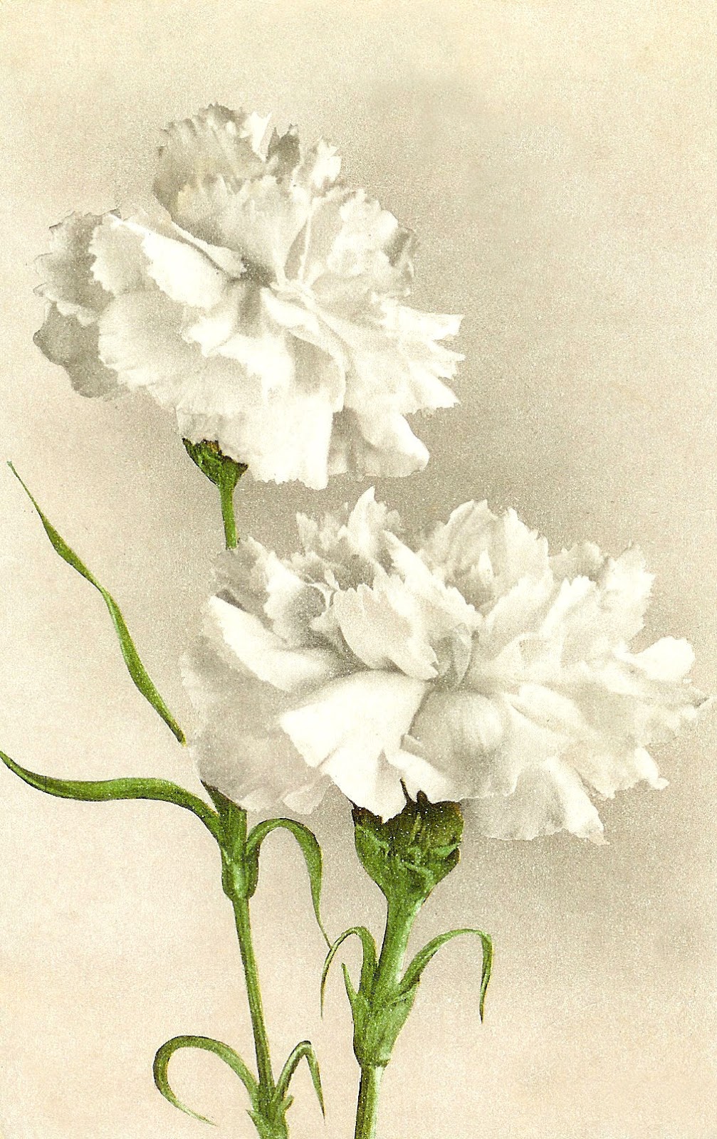 Antique Image: Vintage Flower Clip Art: White Carnation on 