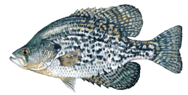 freshwater fish clip art free - photo #45