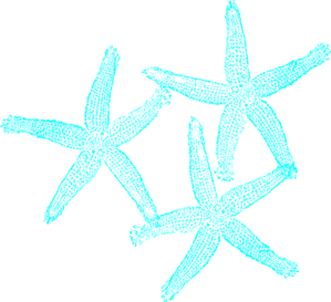 Turquoise Coral Clipart