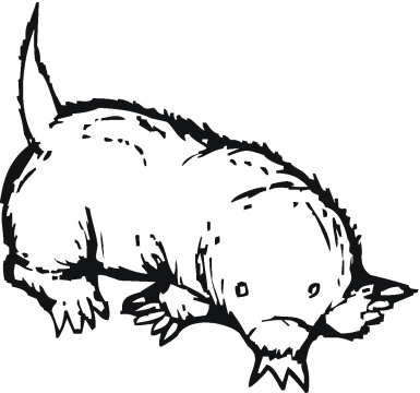 Mole Animal Cartoon