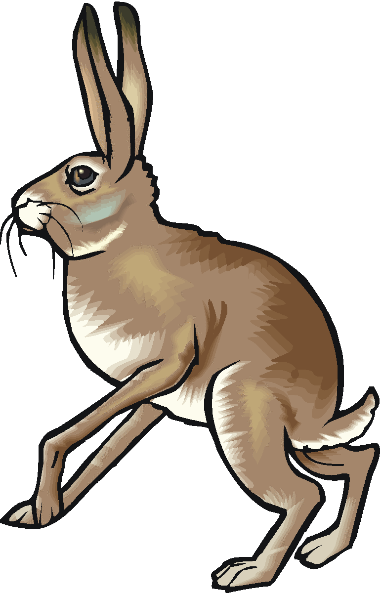 Clip Art Of A Hare Clip Art Library