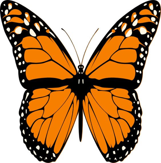 animated monarch butterfly clip art free - photo #7