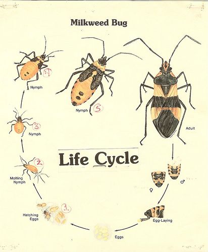 Milkweed Bug Life Cycle Diagram Clip Art Library