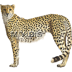 Cheetah 20clip 20art 