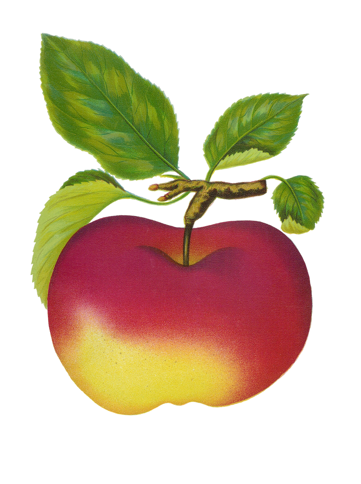 free clipart images for apple mac - photo #38