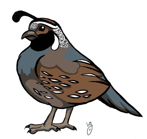 clipart of quail - photo #9