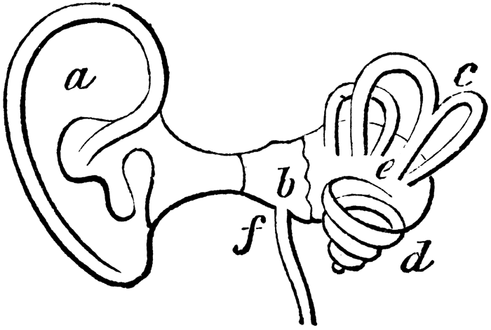 Clip art of an ear clipart image