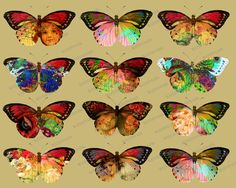 Butterfly image &, Clipart 