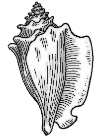 Free Conch Clipart, 1 page of free to use image