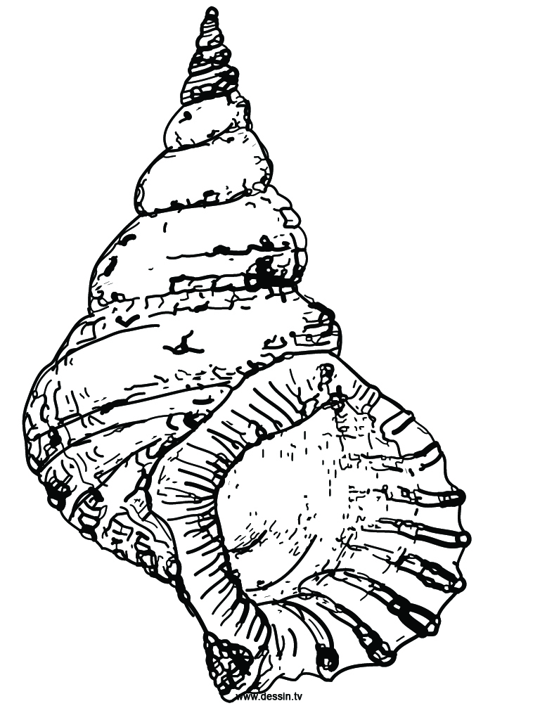 Drawing Of A Conch