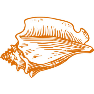 Orange Conch Shell clip art