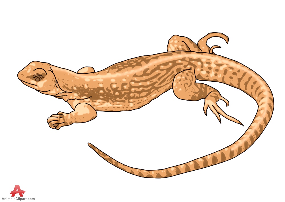 clipart pictures of lizards - photo #34