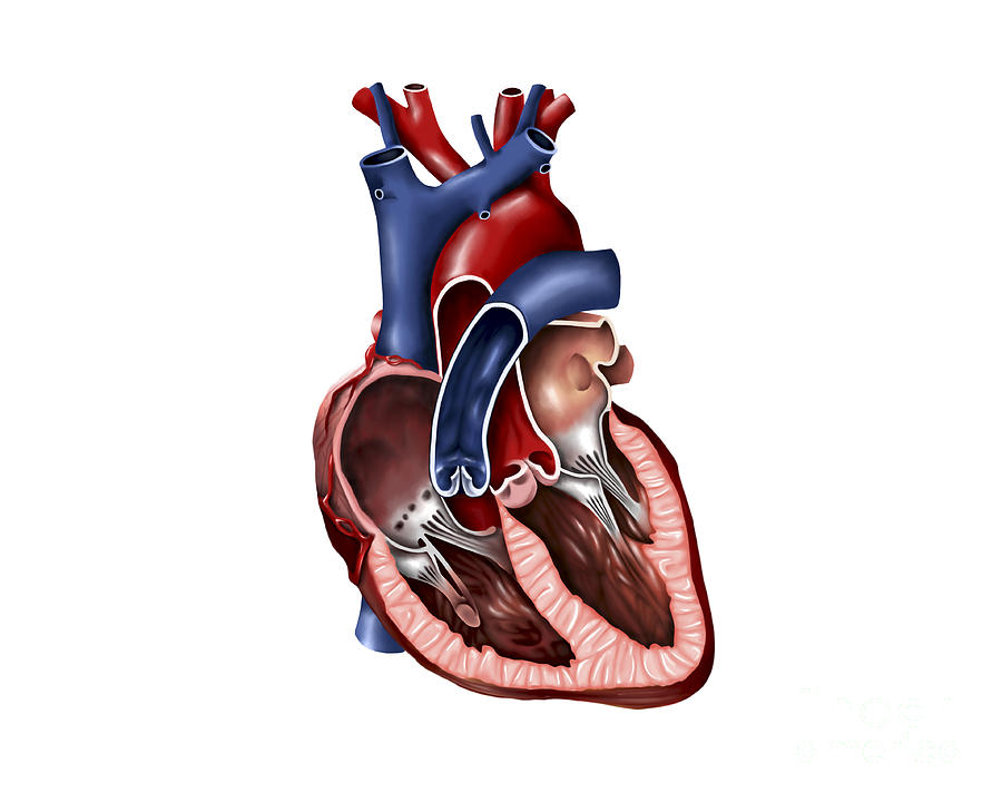 Cross Section Of Human Heart By Stocktrek Image