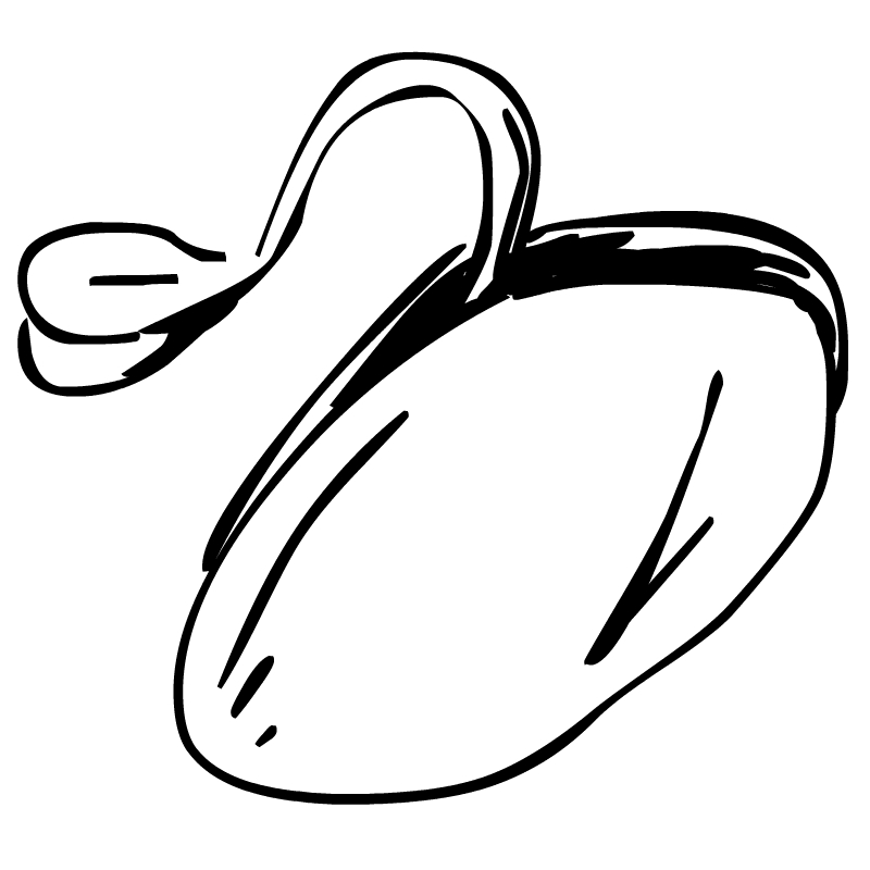 seed germination clipart black and white pumpkin