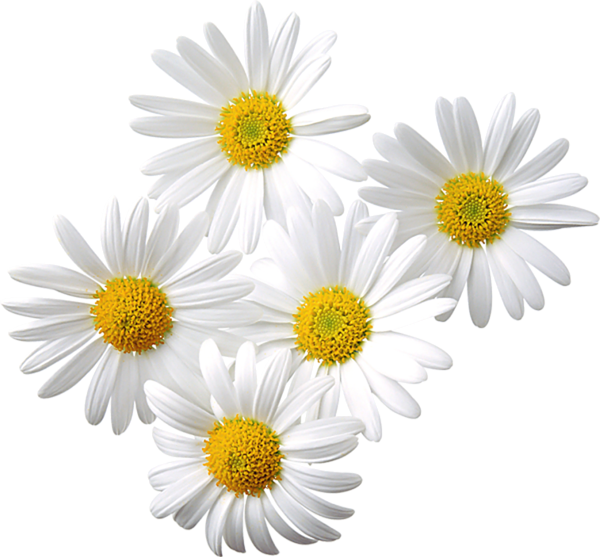 daisies clip art free - Clip Art Library