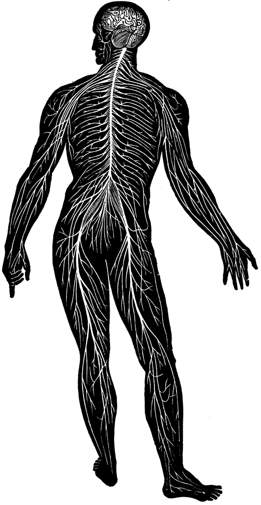 nervous system diagram unlabeled