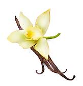 Vanilla pods and flower 