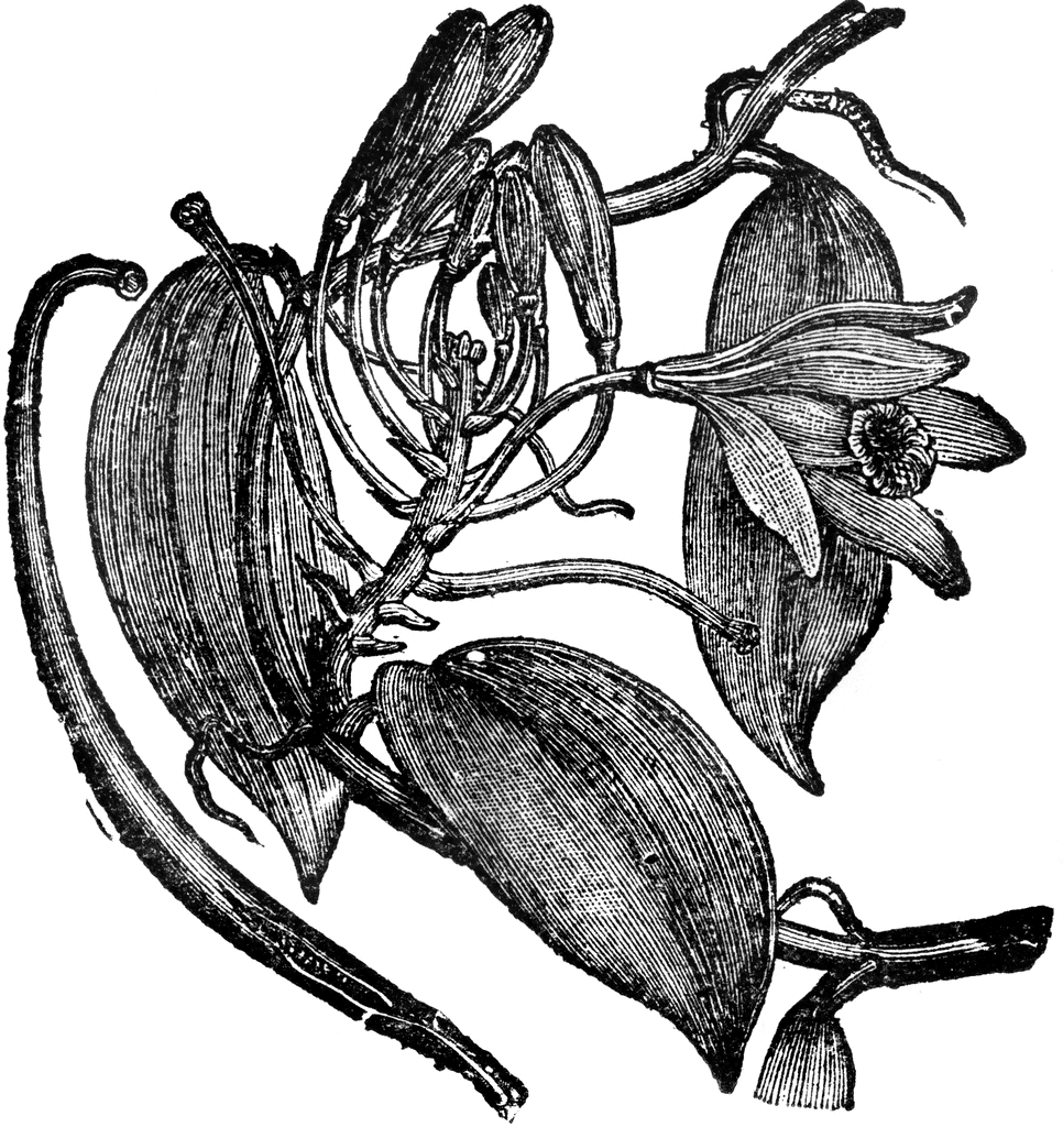 Vanilla Planifolia 