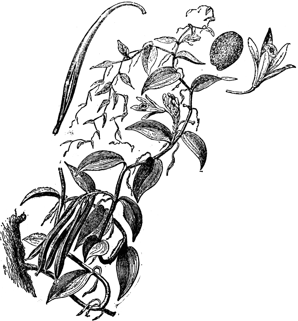 Vanilla Plant 
